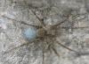 Pardosa morosa